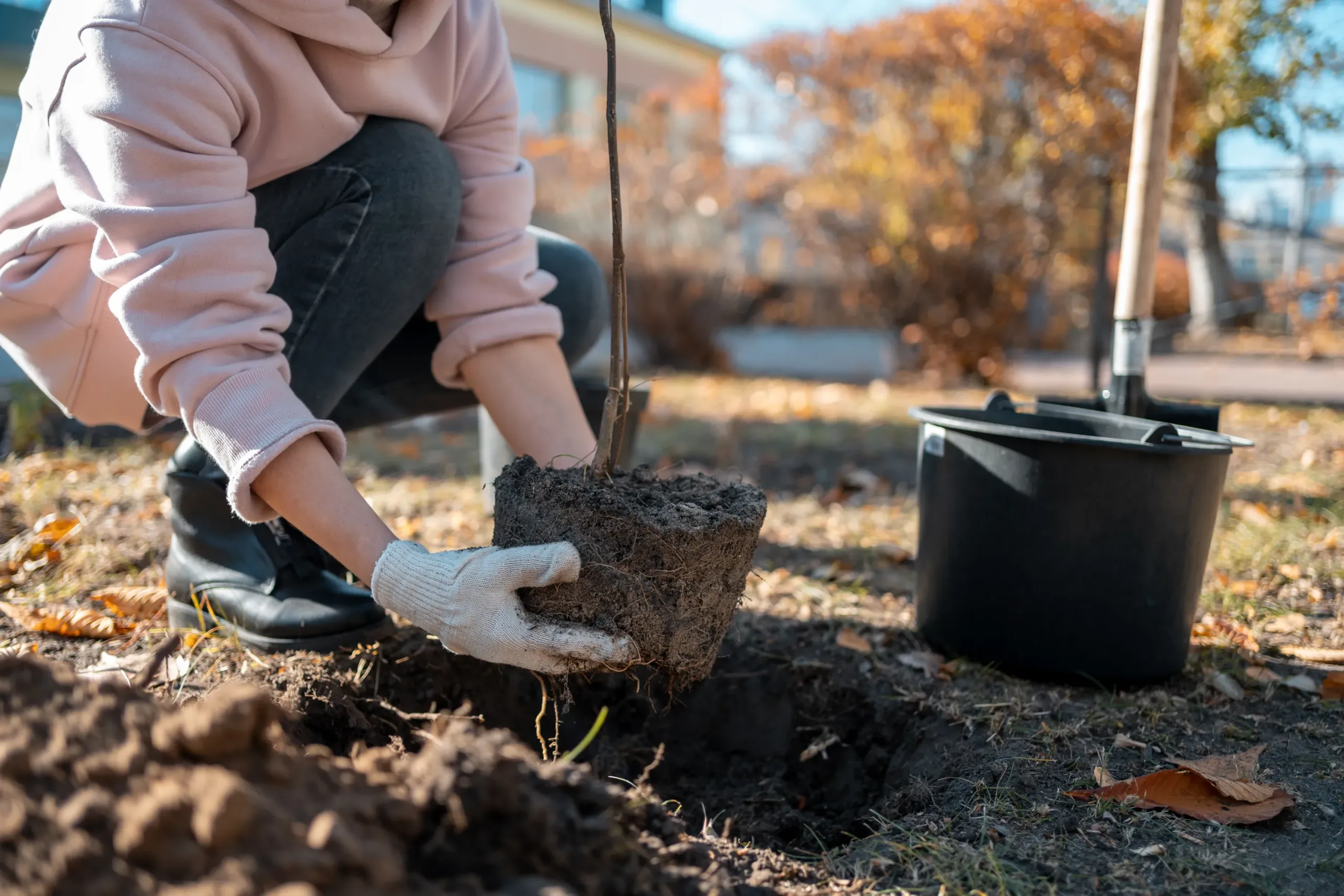 Urban Tree Planting AdobeStock_518773004