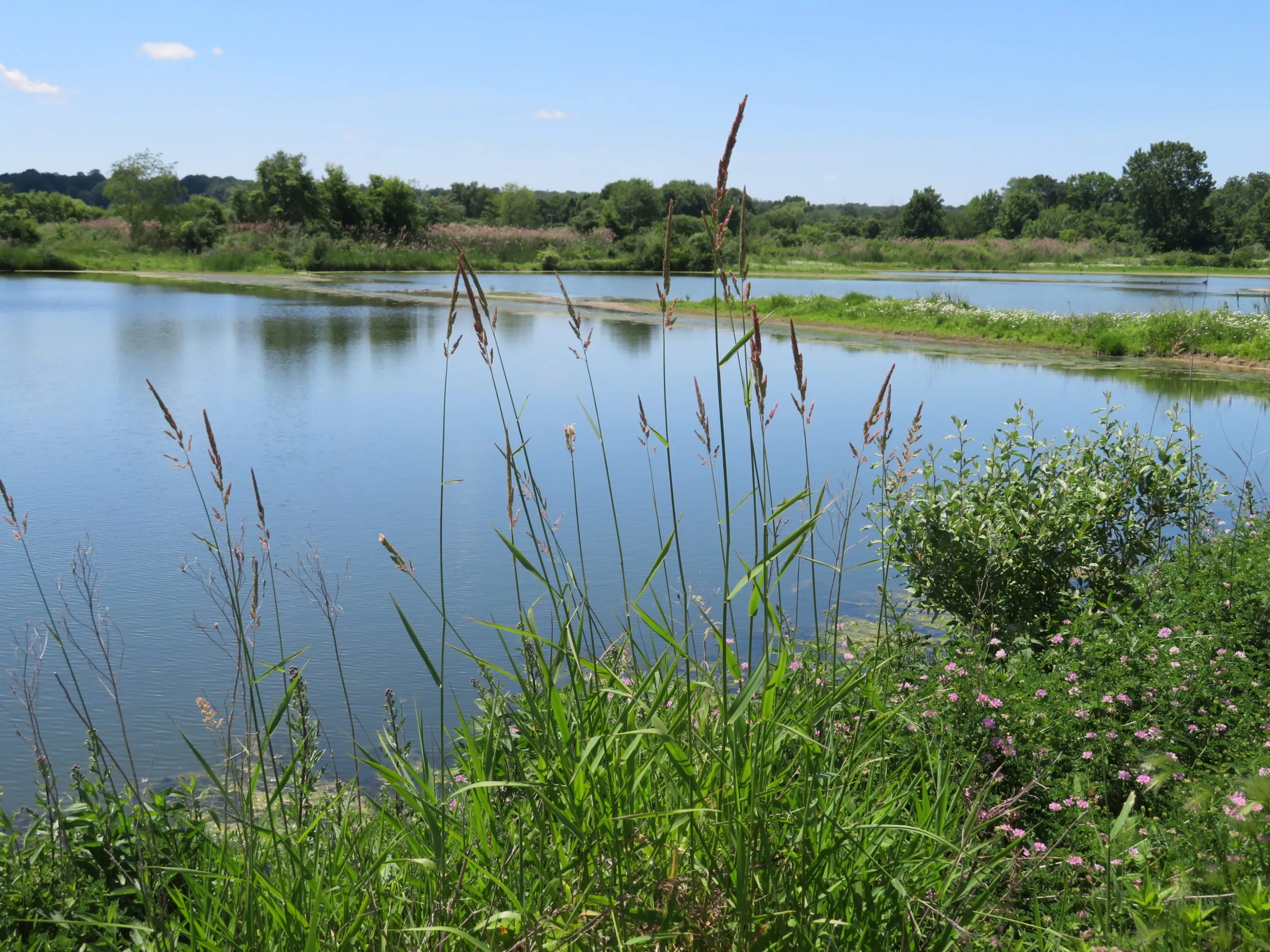 Ohio Mitigation Project image of wetlands