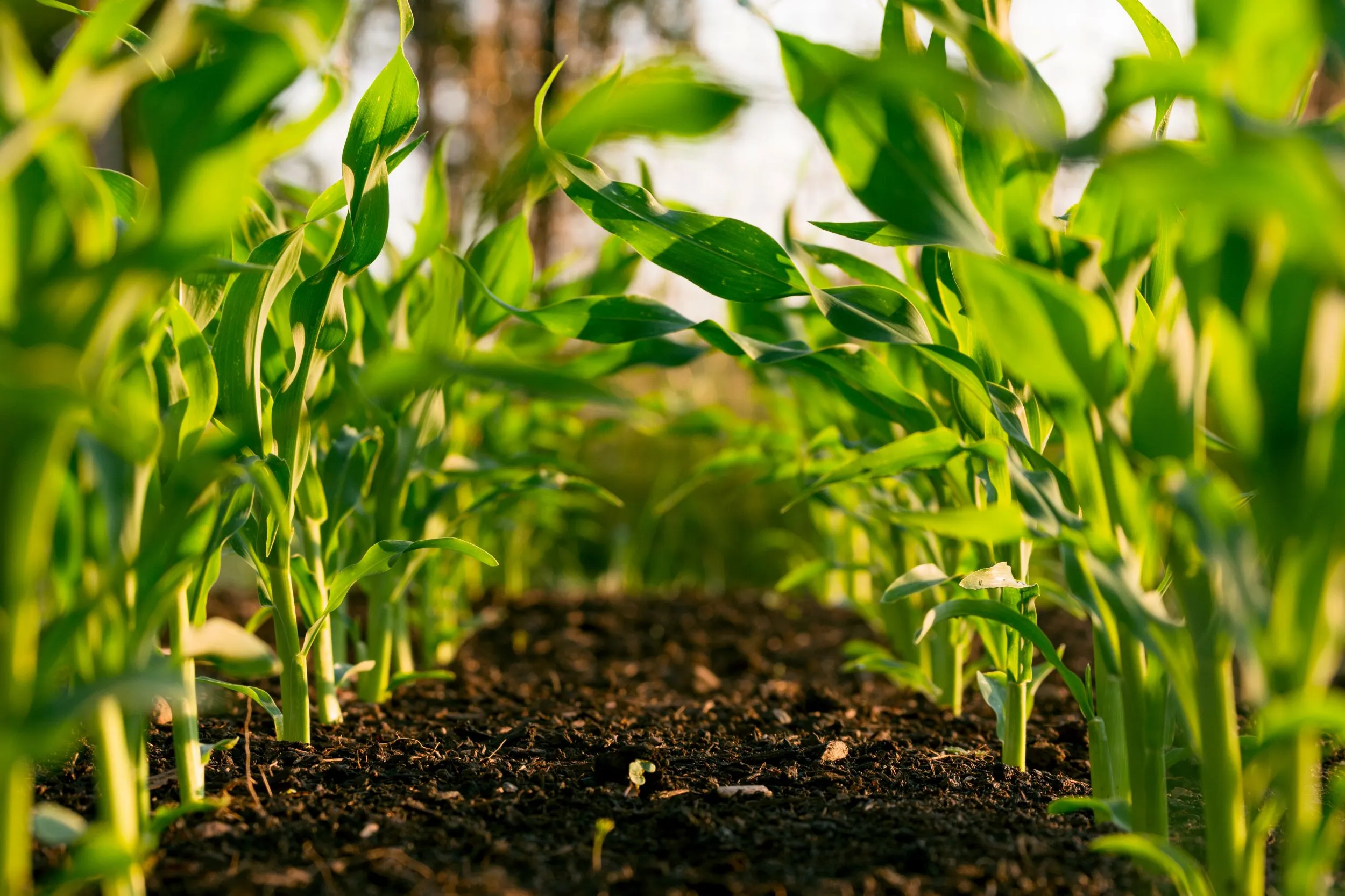 Growing Plants