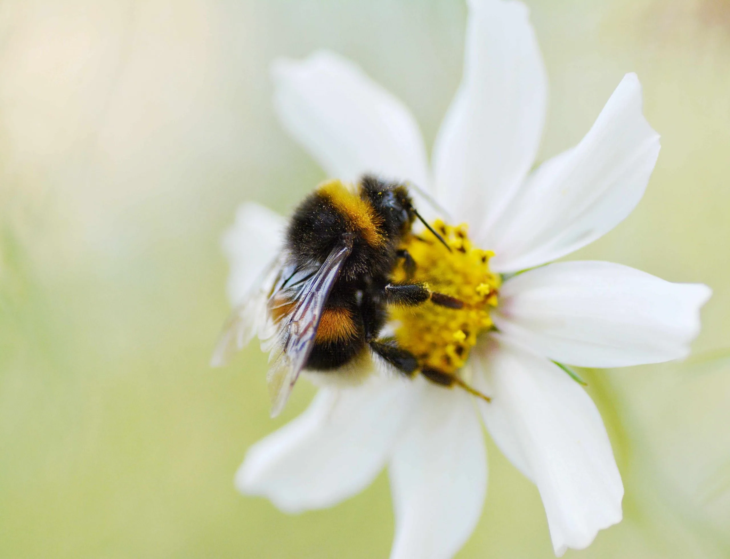 Bumblebee on flower