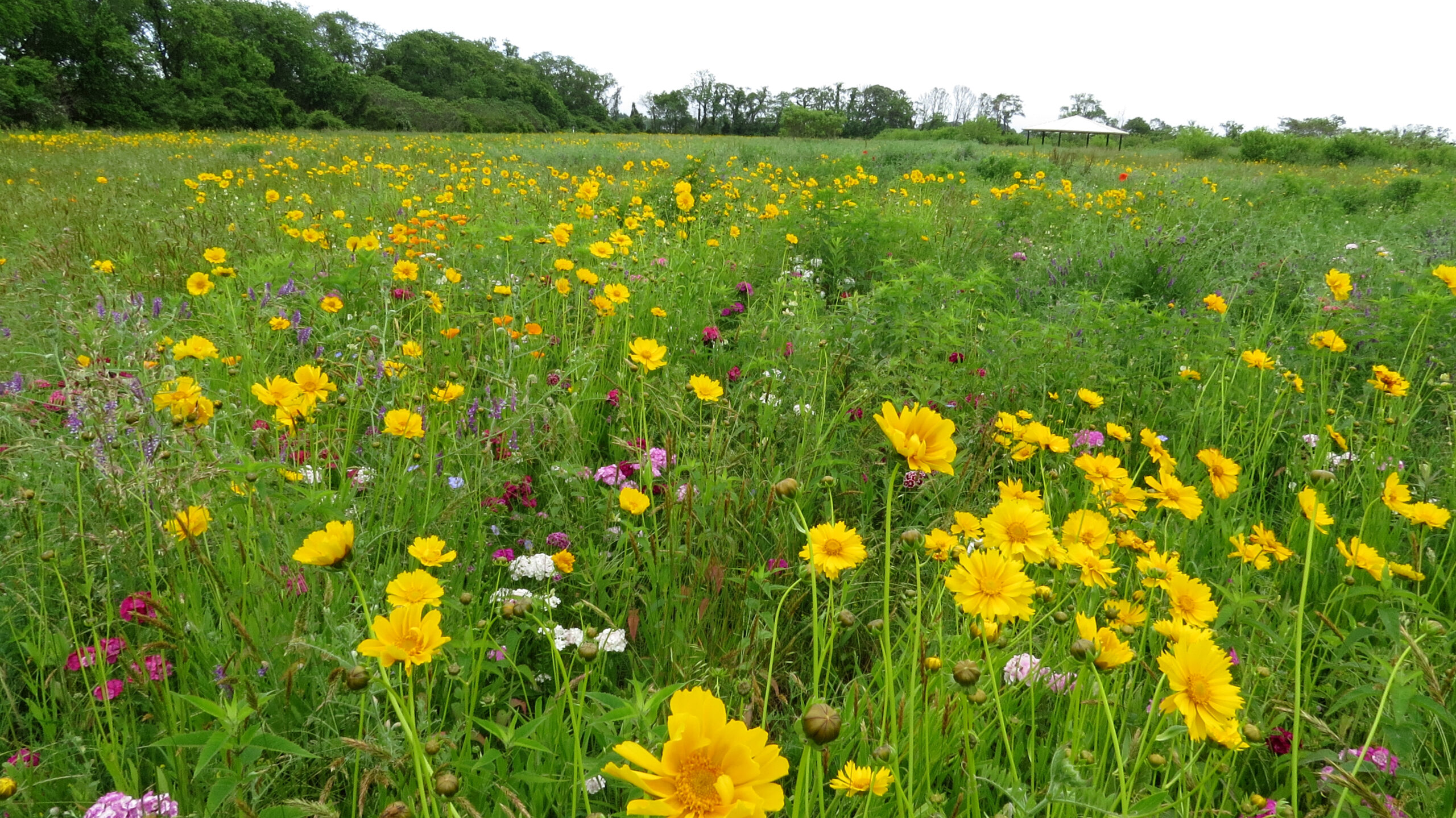 10 Projects Native Pollinators_A field of native pollinator habitat c TNC_Damon Noe
