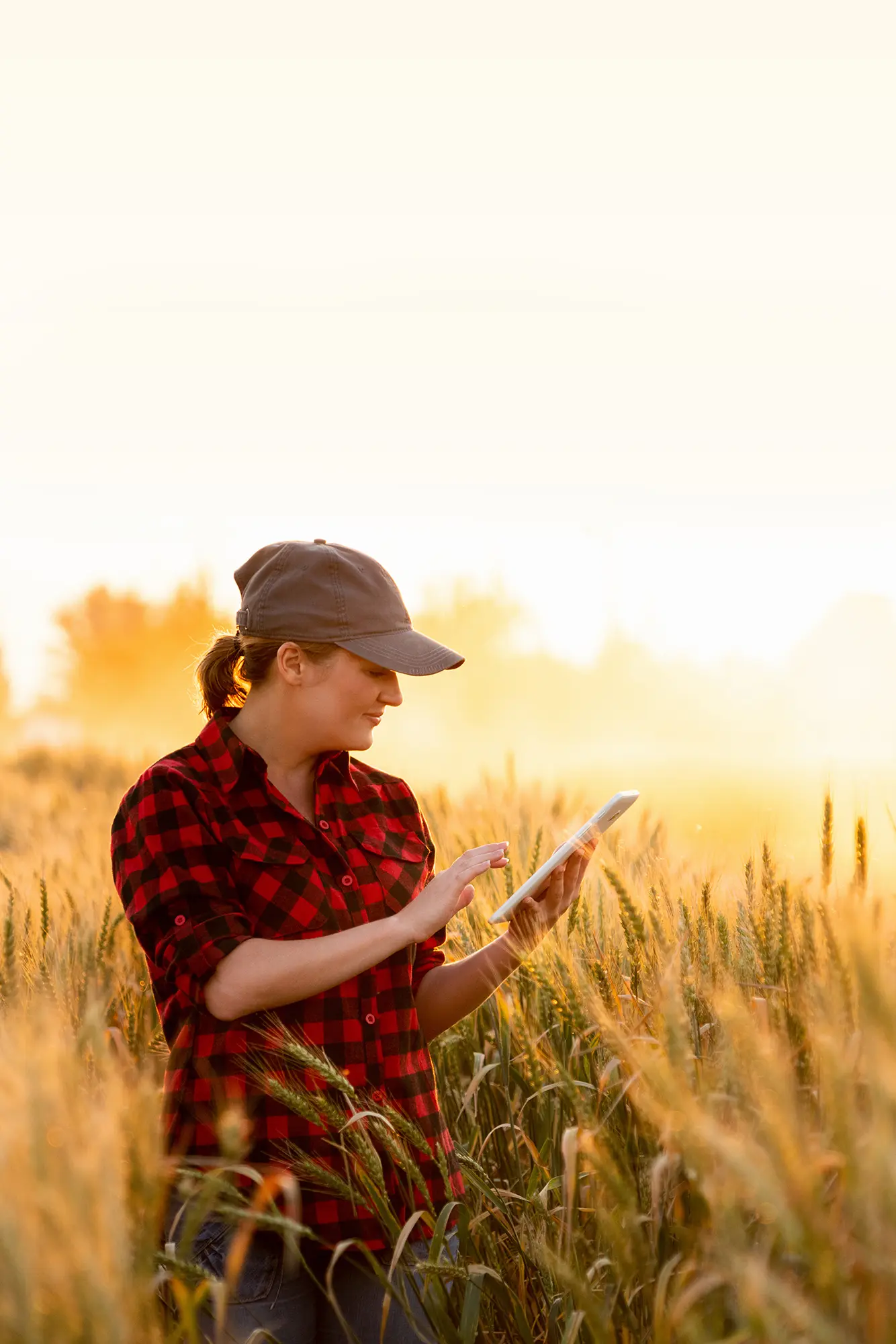 Woman in wheat field using tablet AdobeStock_402664207